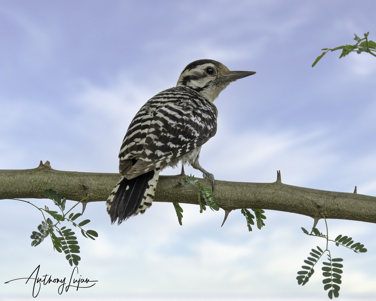 Ladder-backed Woodpecker - Anthony Lujan