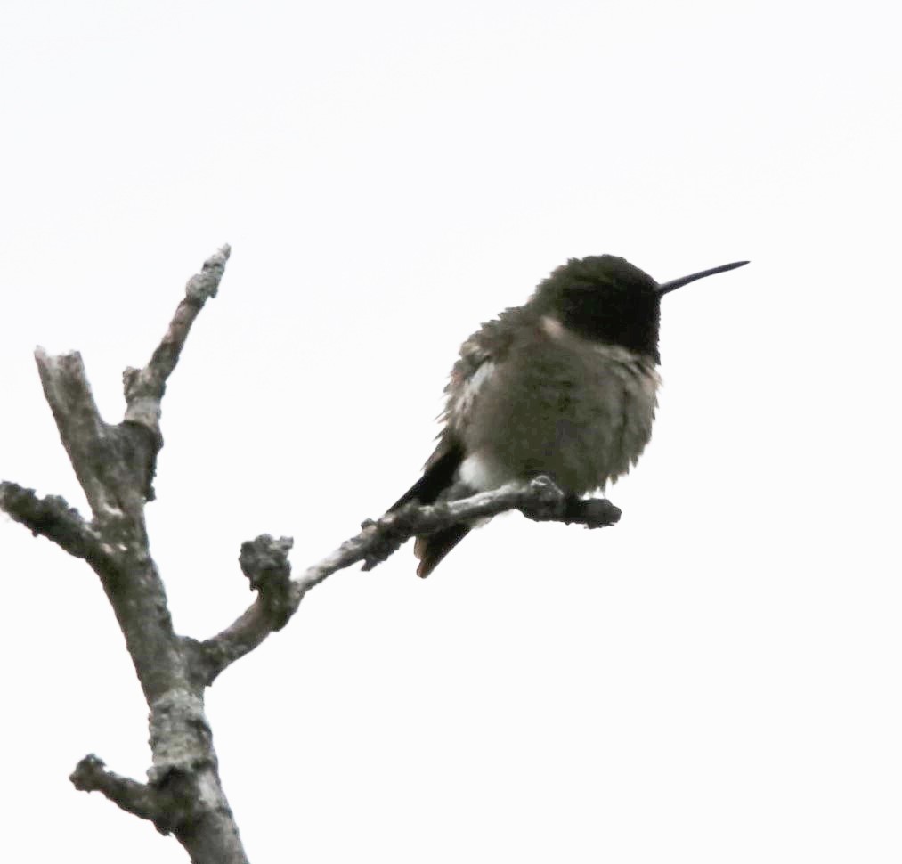 Ruby-throated Hummingbird - ML451976661