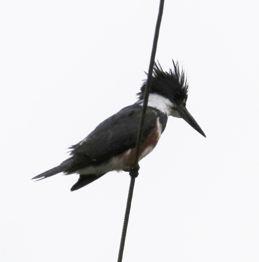 Belted Kingfisher - ML451978101