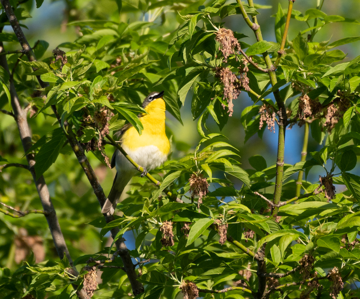 Yellow-breasted Chat - ML451979211