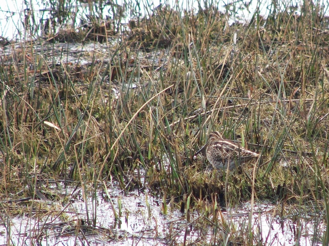 Common Snipe - Bryn Morris-Hale