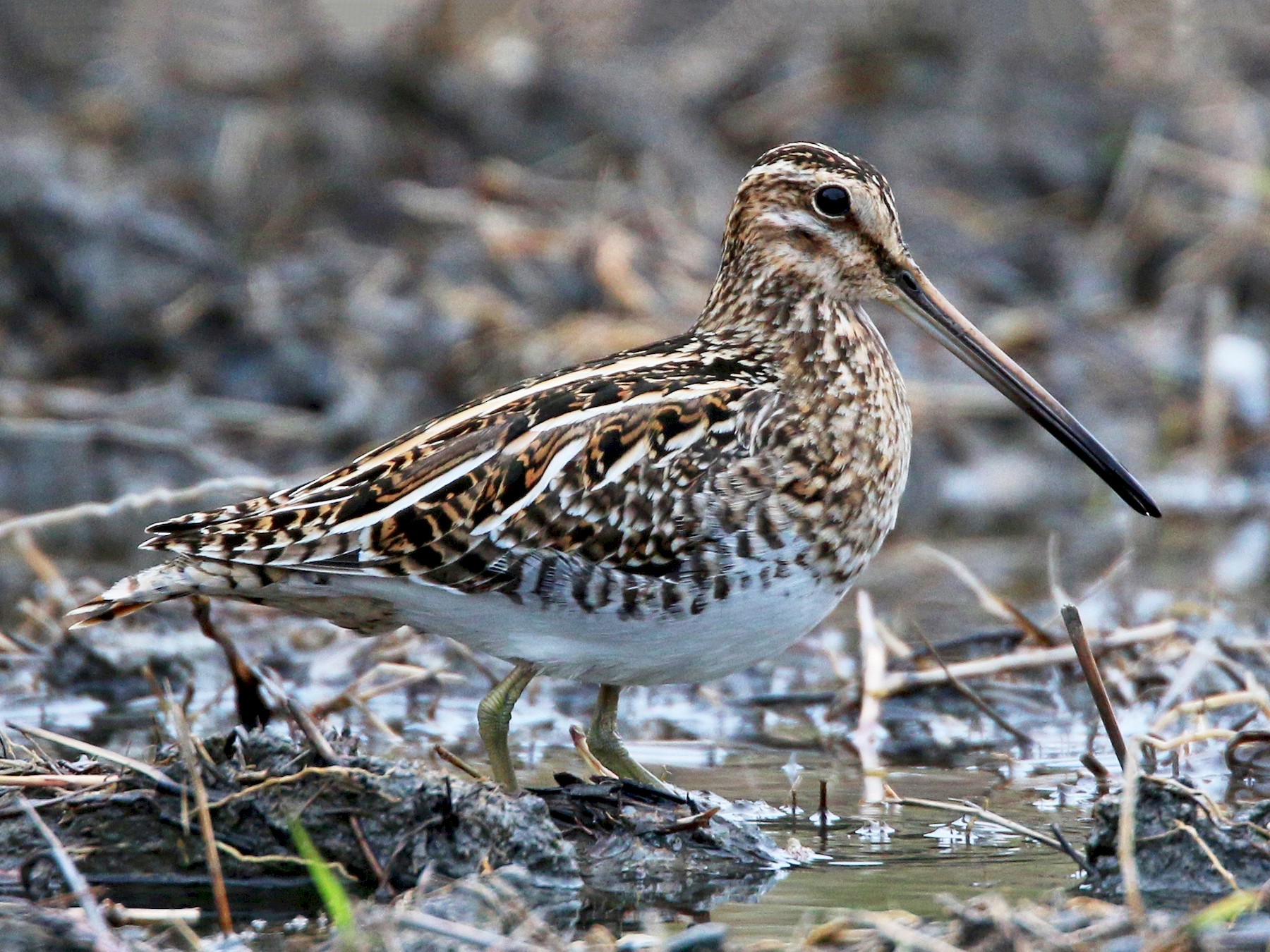 Common Snipe - Ian Davies