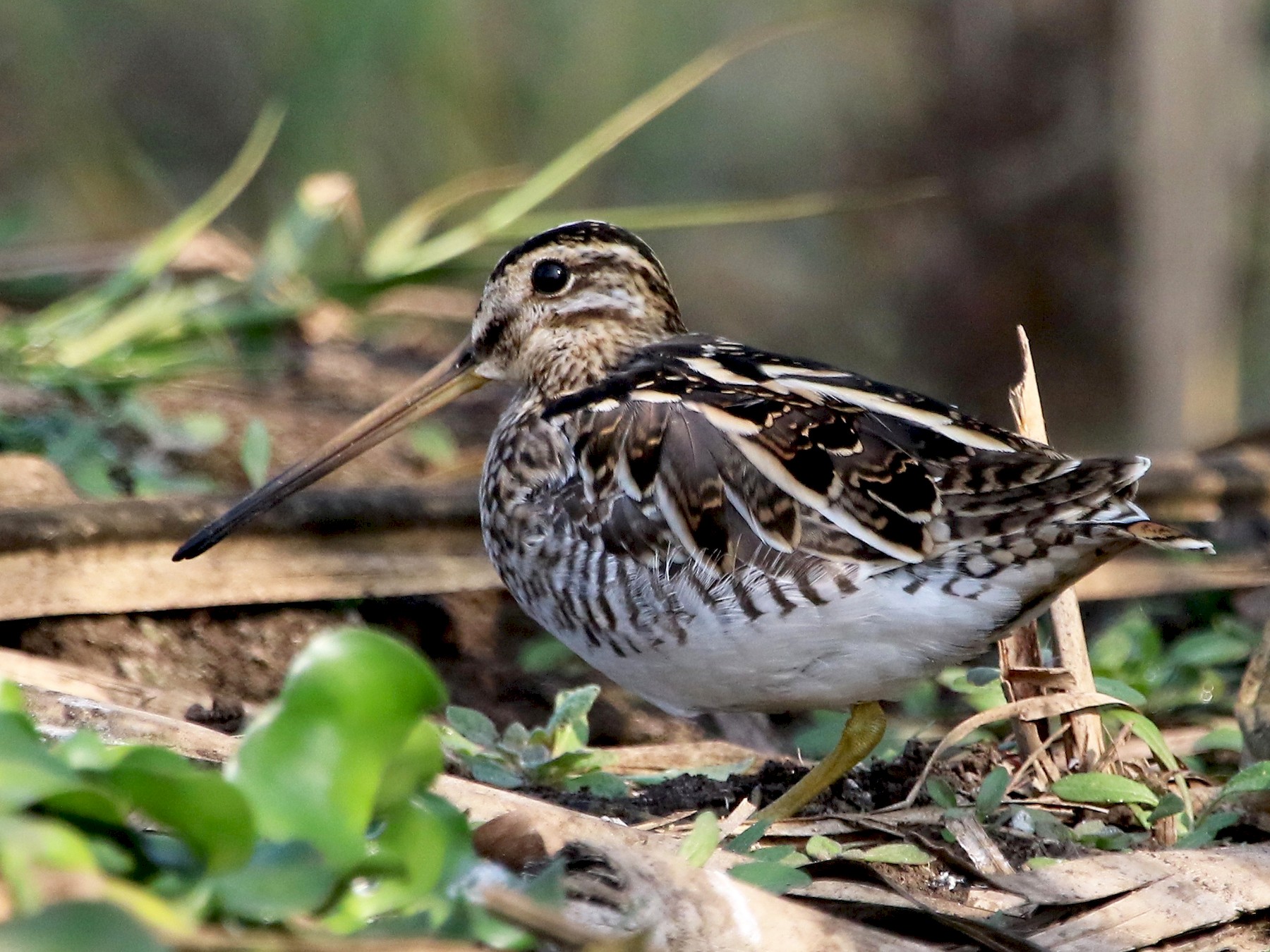 Common Snipe - Sneha Gupta