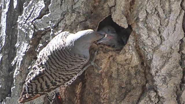 Northern Flicker (Red-shafted) - ML451982881