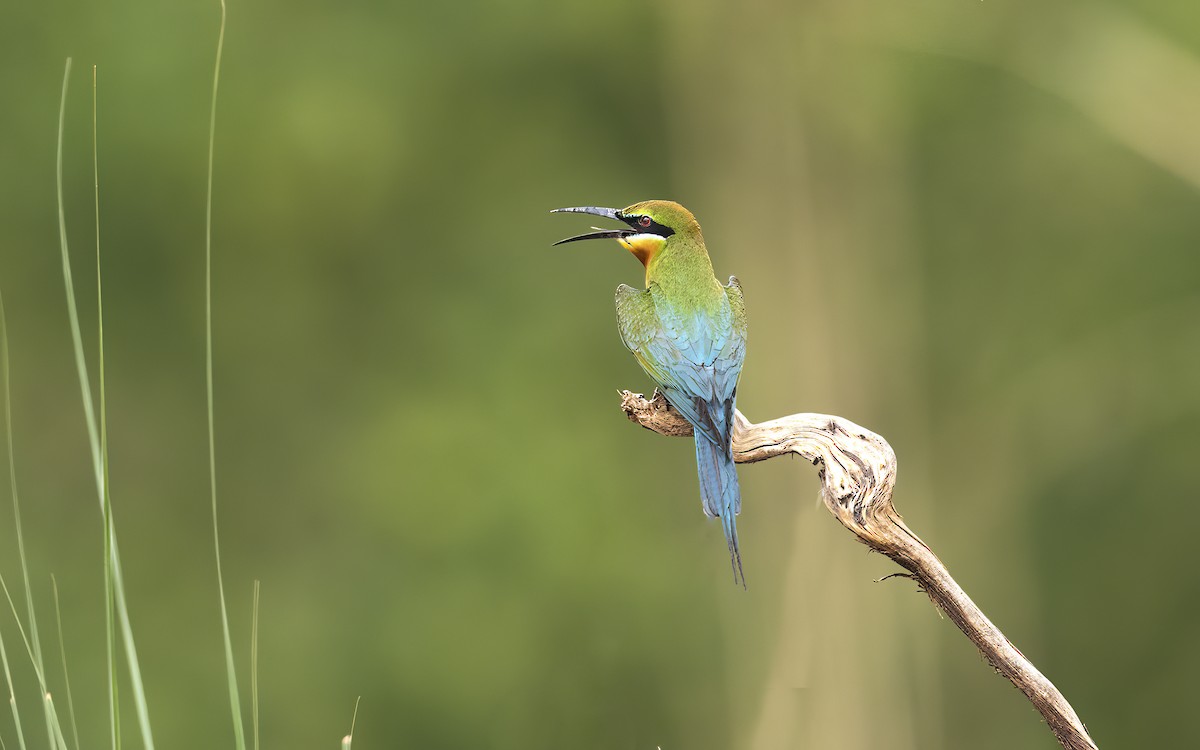 Blue-tailed Bee-eater - ML451984471