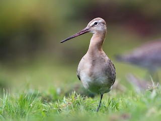 オグロシギ - eBird オグロシギ - eBird