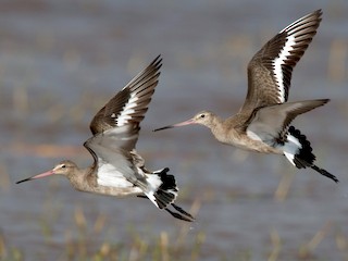 nicht brütender Adultvogel (limosa) - Ian Davies - ML45198471