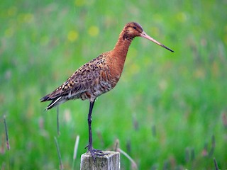  - Black-tailed Godwit