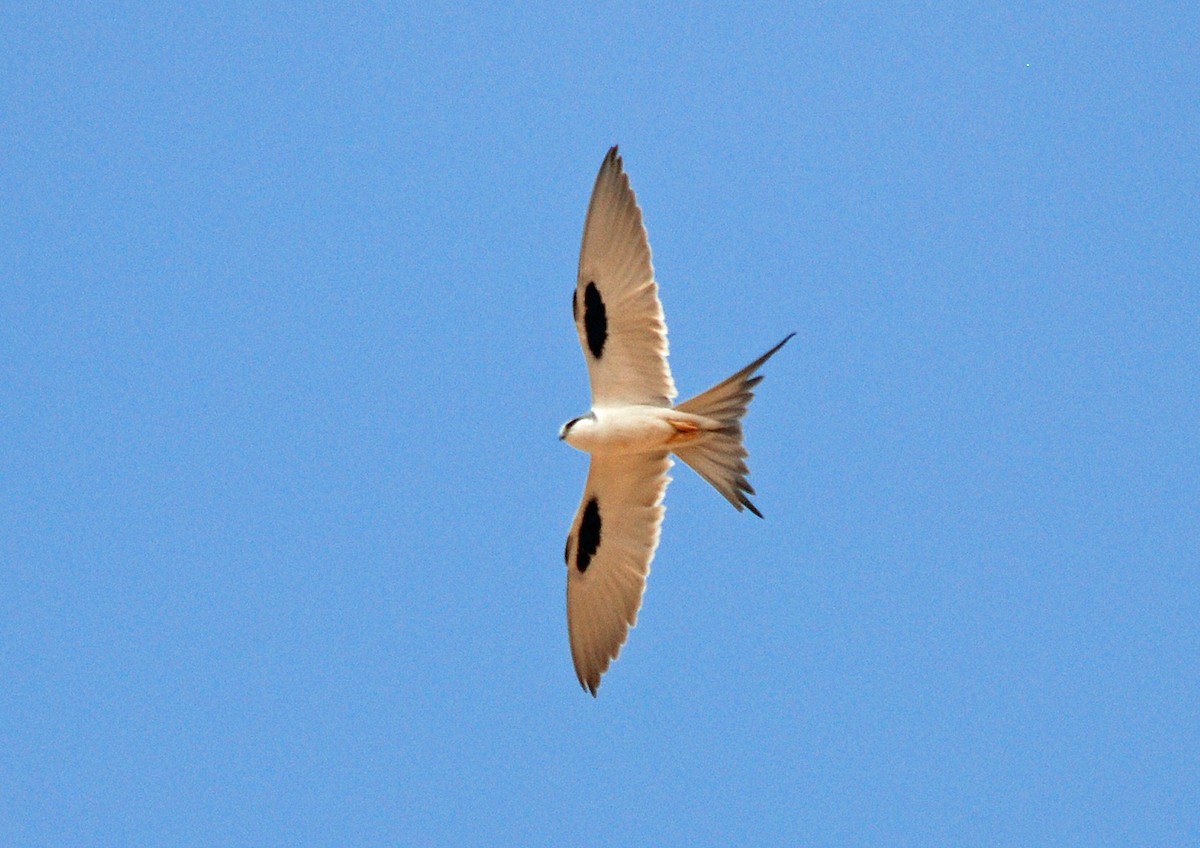 Scissor-tailed Kite - ML45198611