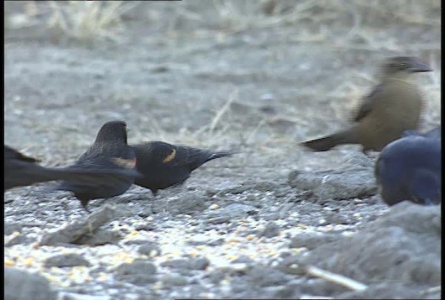 Great-tailed Grackle - ML451990