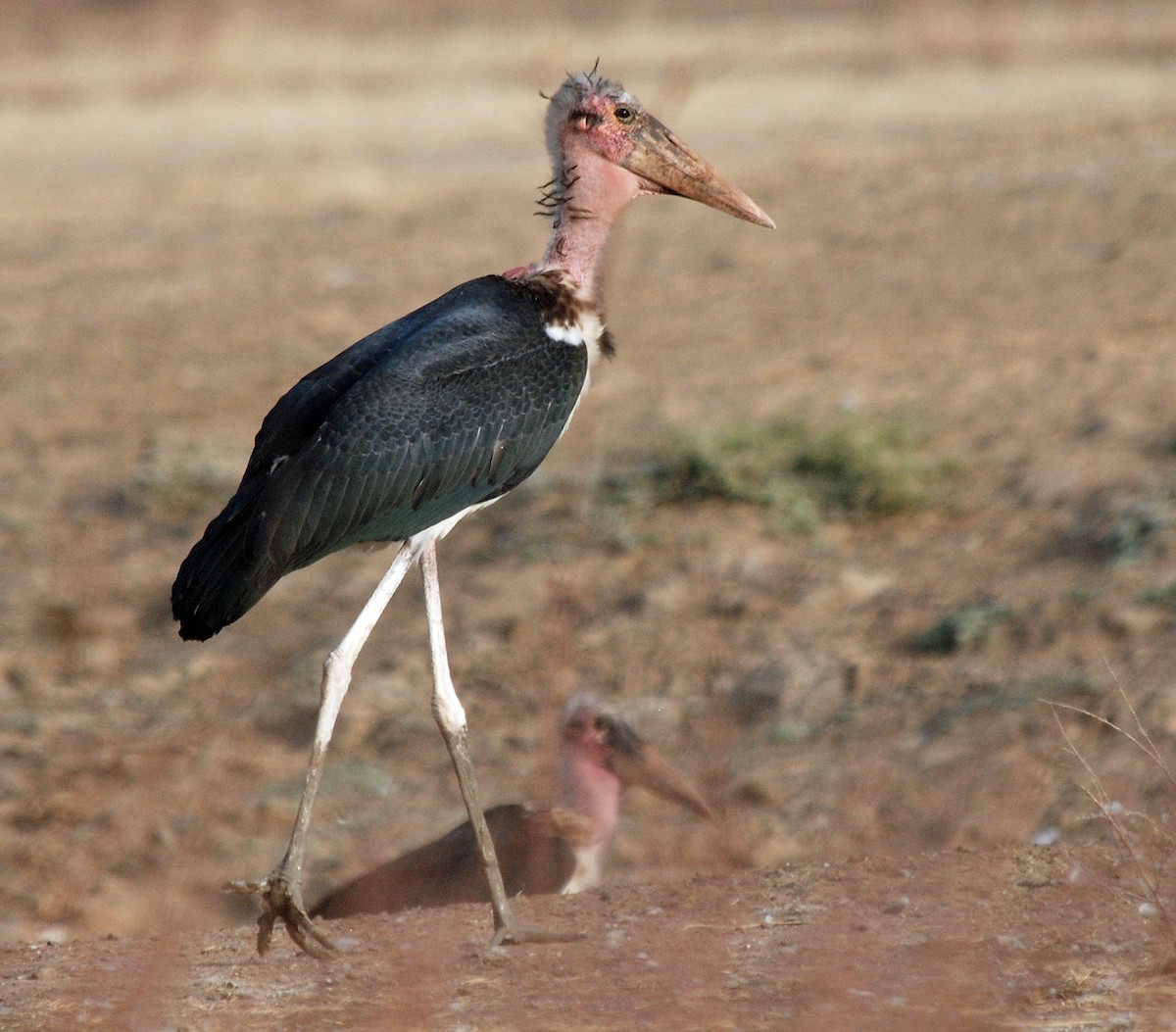 Marabou Stork - Nigel Voaden