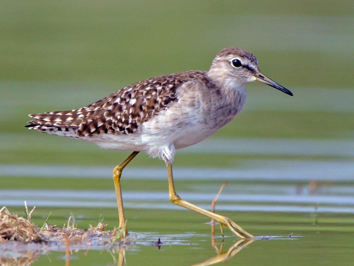 Wood Sandpiper - Tringa glareola - Birds of the World