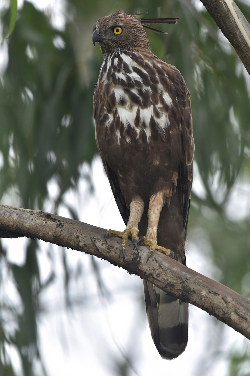 Changeable Hawk-Eagle (Crested) - ML451991581