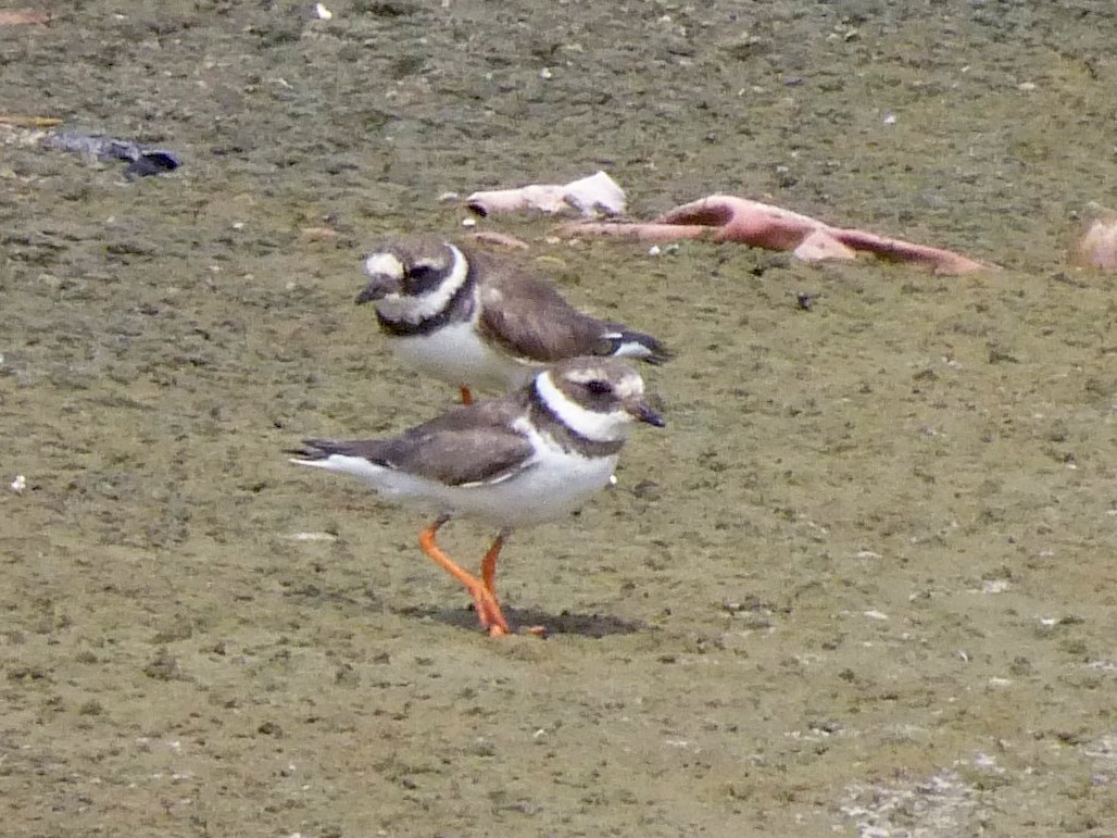 Common Ringed Plover - Peter  LaBelle