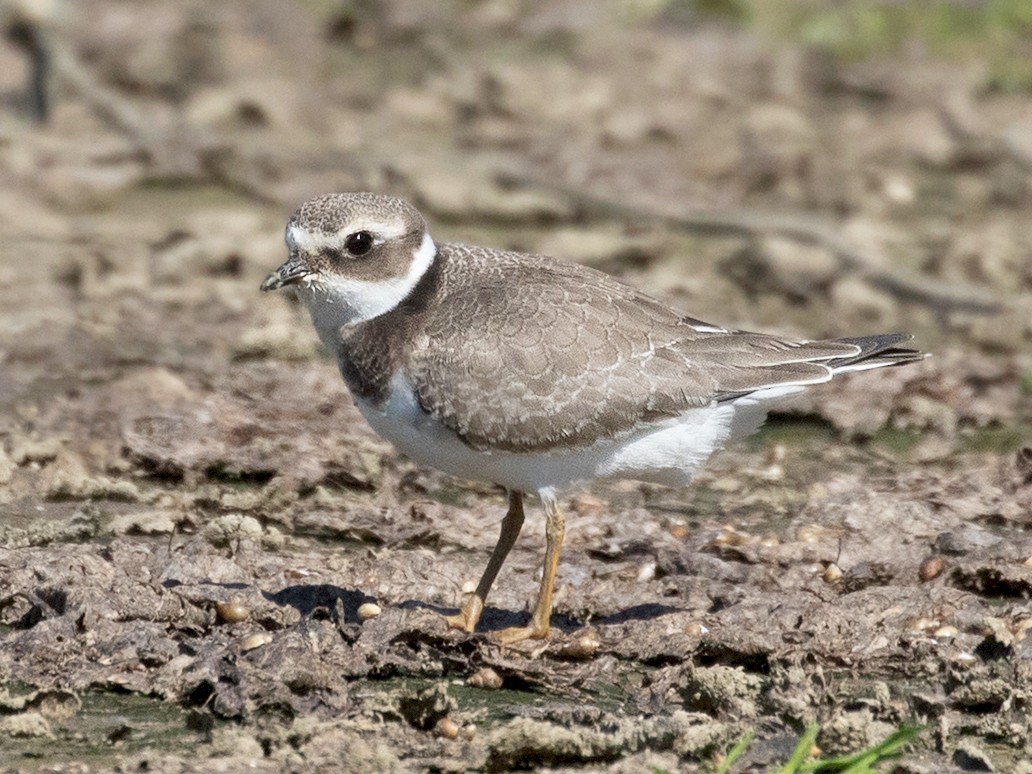 Common Ringed Plover eBird