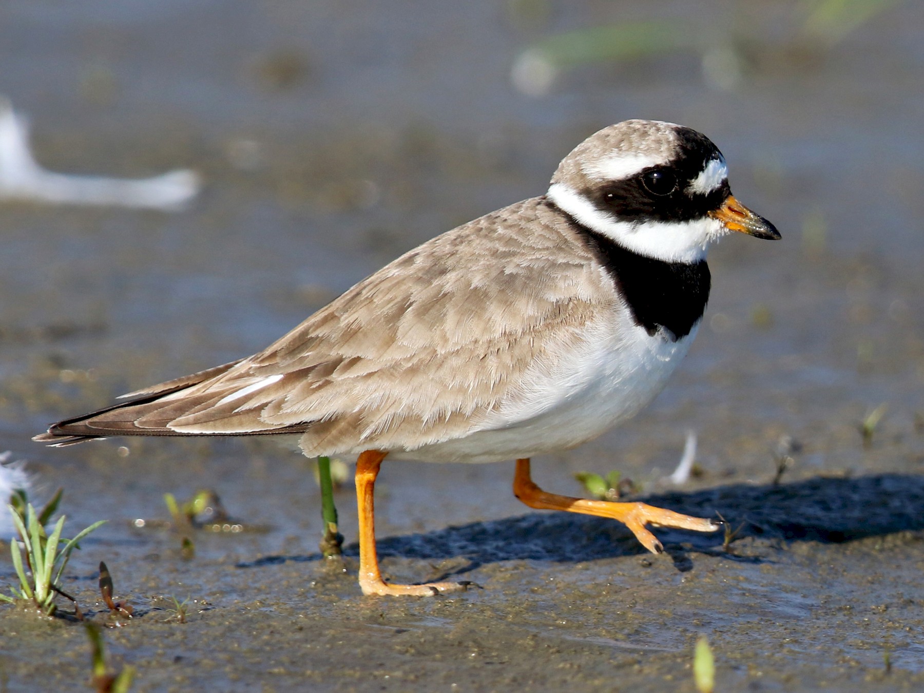 Common Ringed Plover - Daniel Jauvin