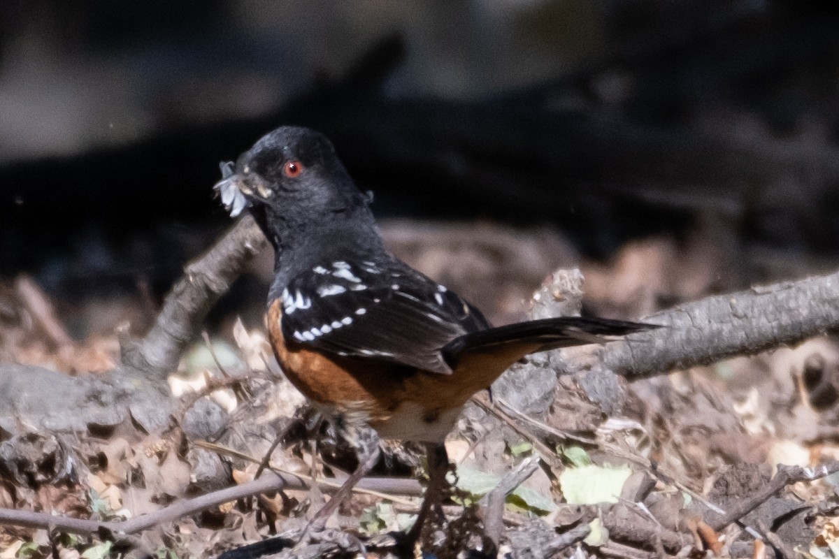 Spotted Towhee - ML451997971