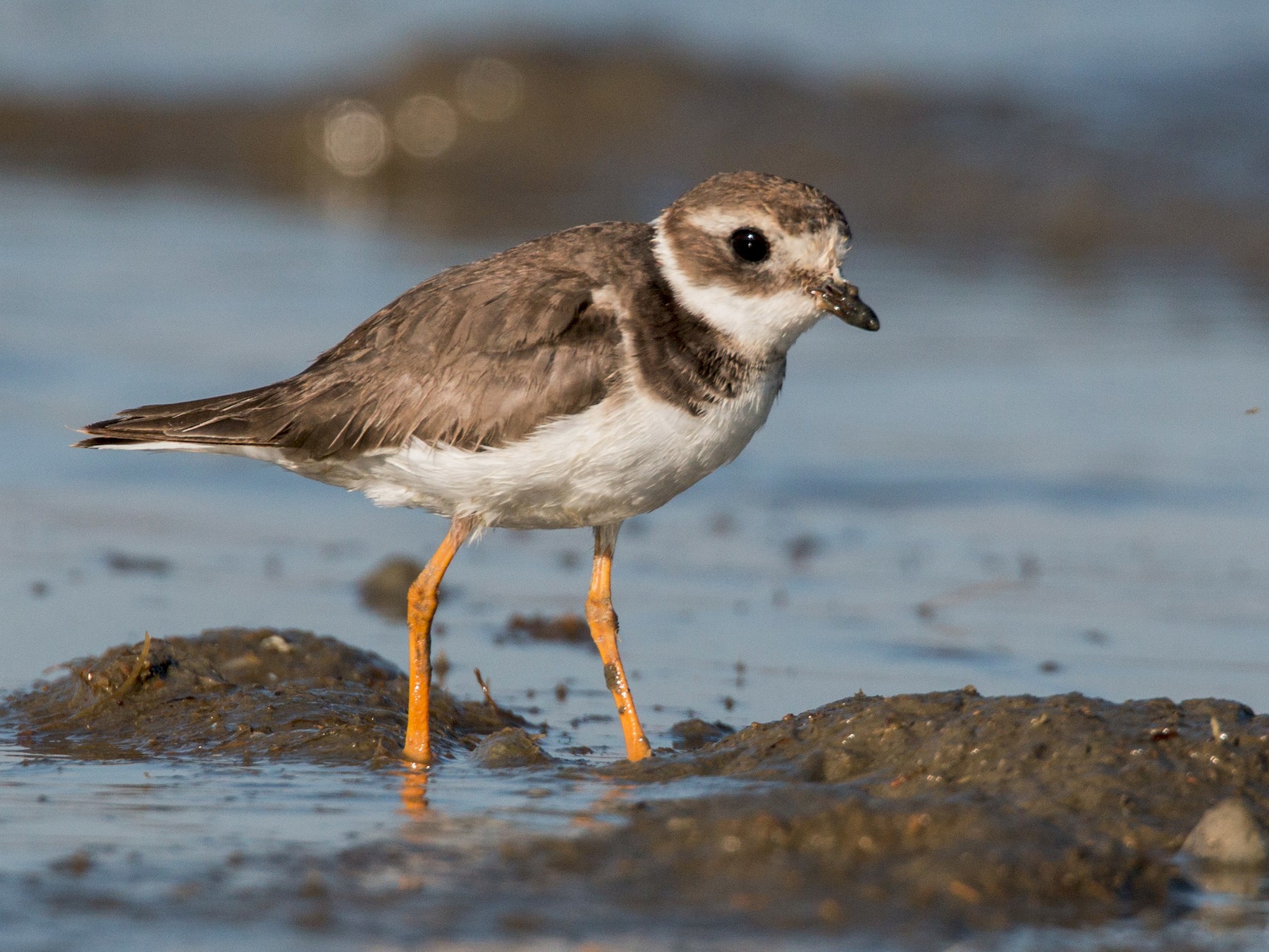 Common Ringed Plover - Ian Davies