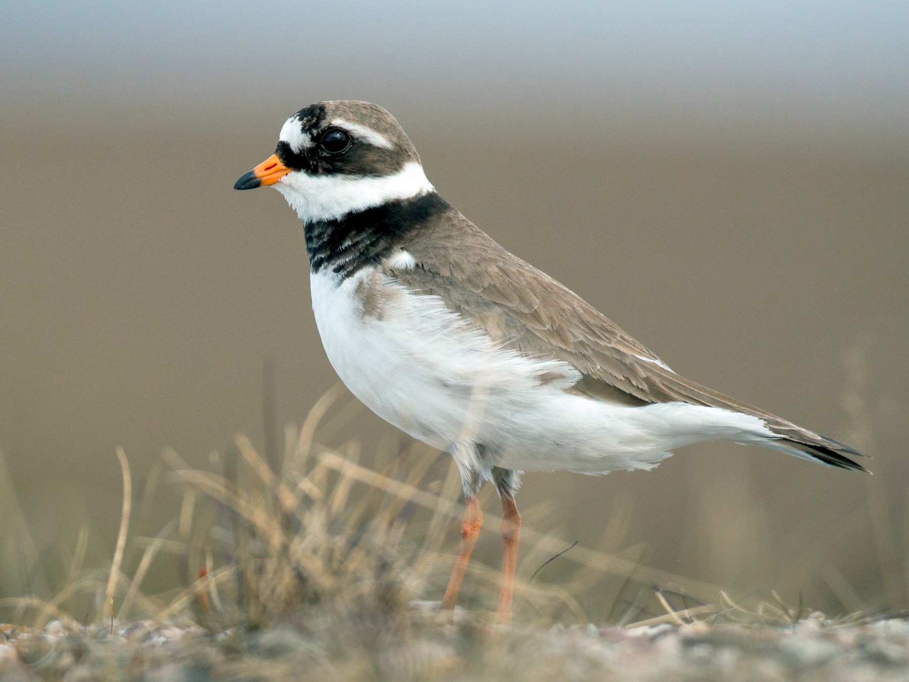 Common Ringed Plover - Ian Davies