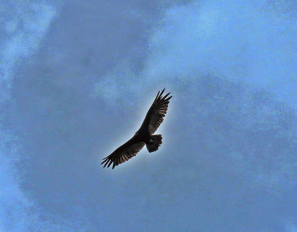 Turkey Vulture - ML452003591