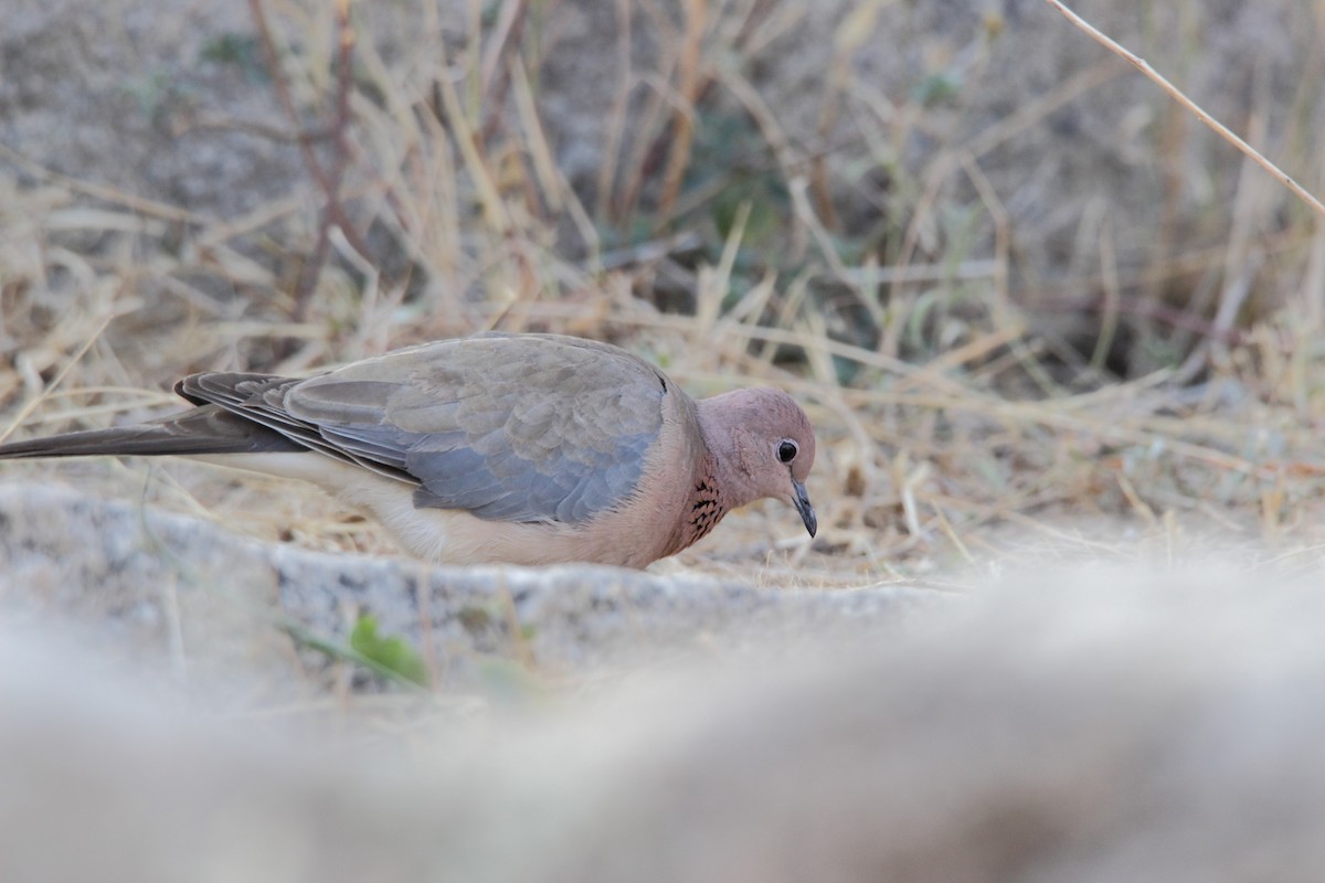 Laughing Dove - ML45200581