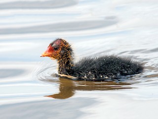 - Eurasian Moorhen