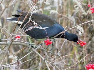  - Eurasian Moorhen