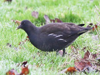  - Eurasian Moorhen