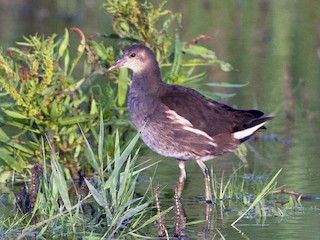  - Eurasian Moorhen