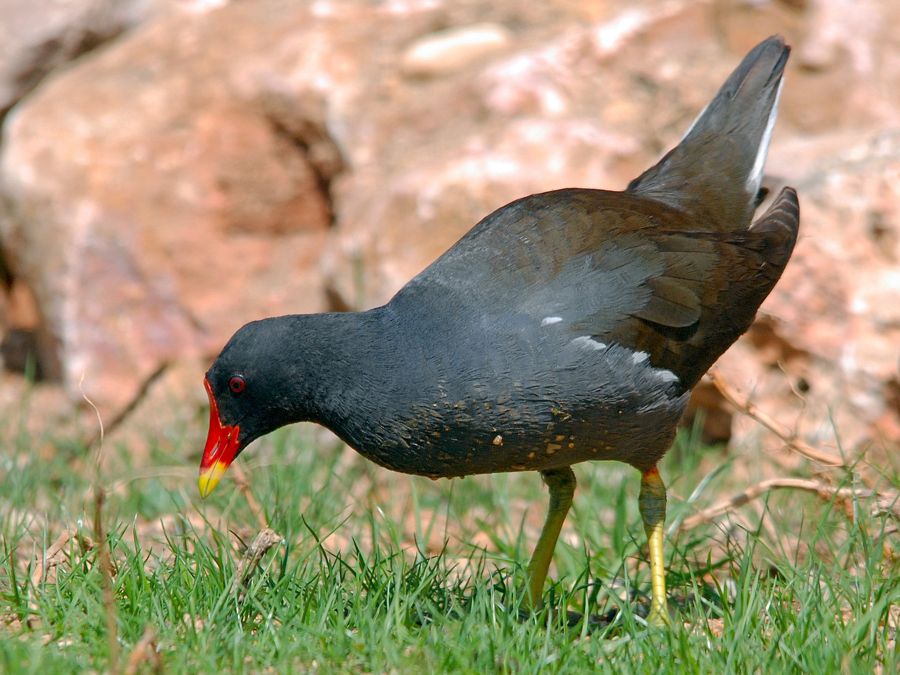 Female Moorhens (Male Vs Female Identification) Birdfact