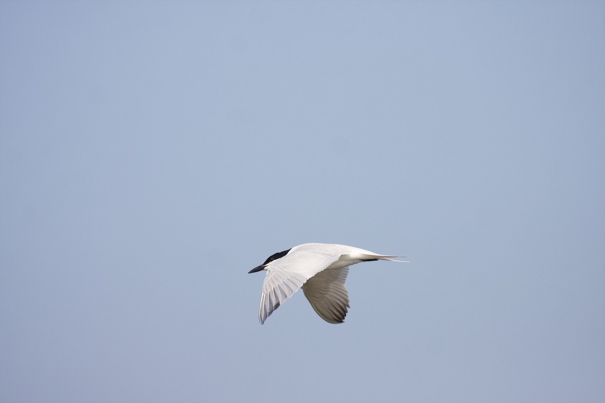 Gull-billed Tern - Matt Brady