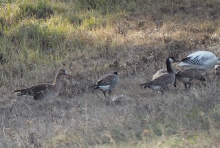 Greater White-fronted Goose, ML452014341