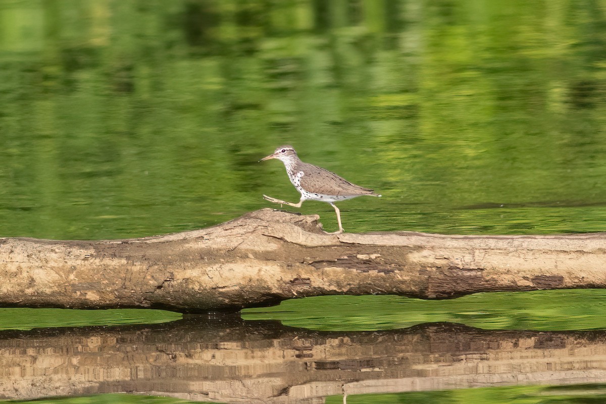 Spotted Sandpiper - Kyle Wesloh