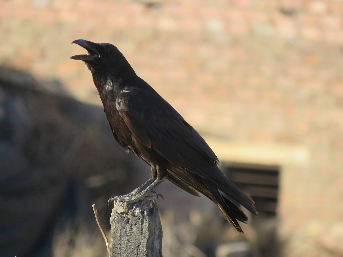 Common Raven - Ritvik Singh
