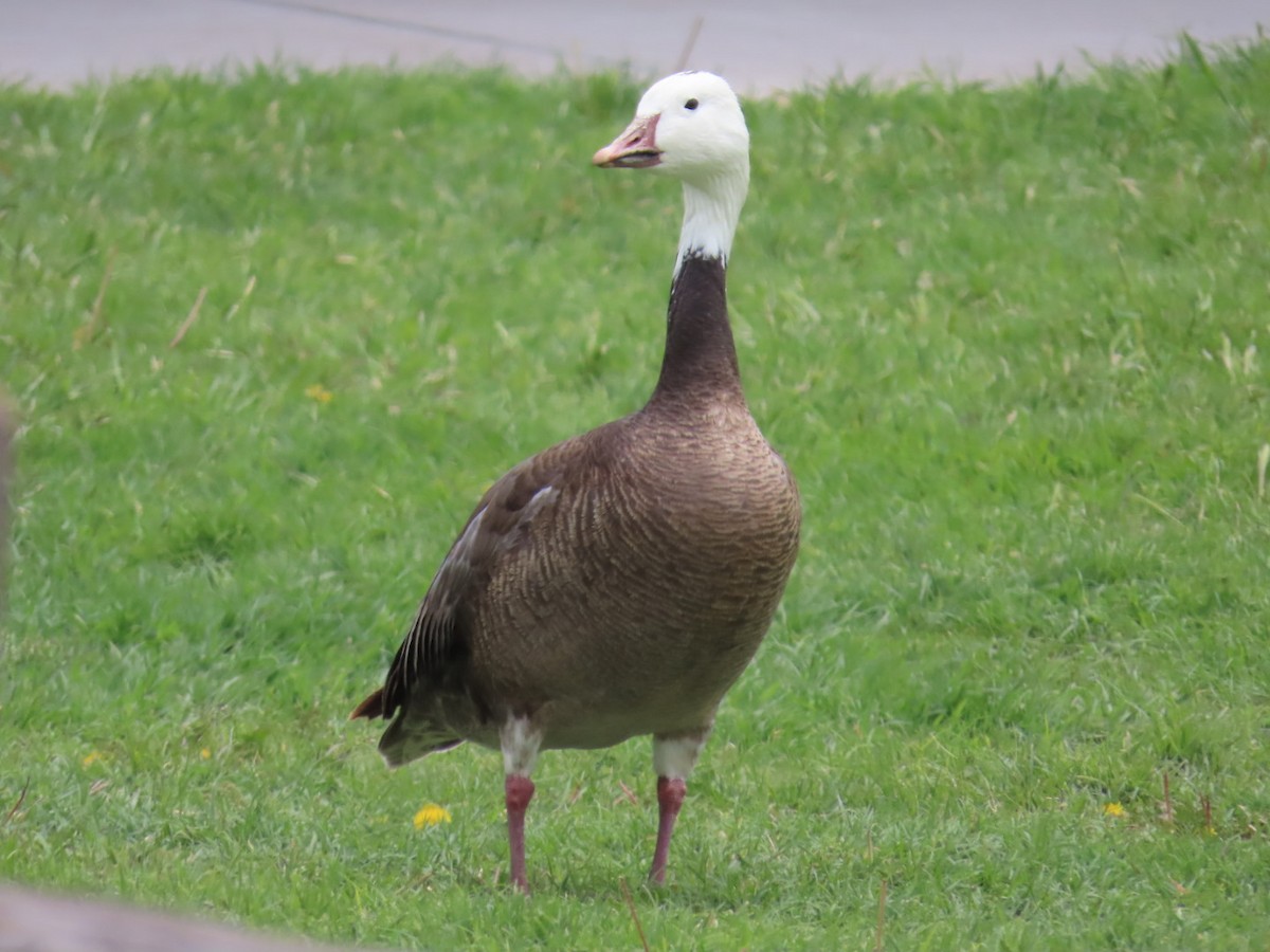 eBird Checklist 22 May 2022 Frazier Park 43 species (+1 other taxa)