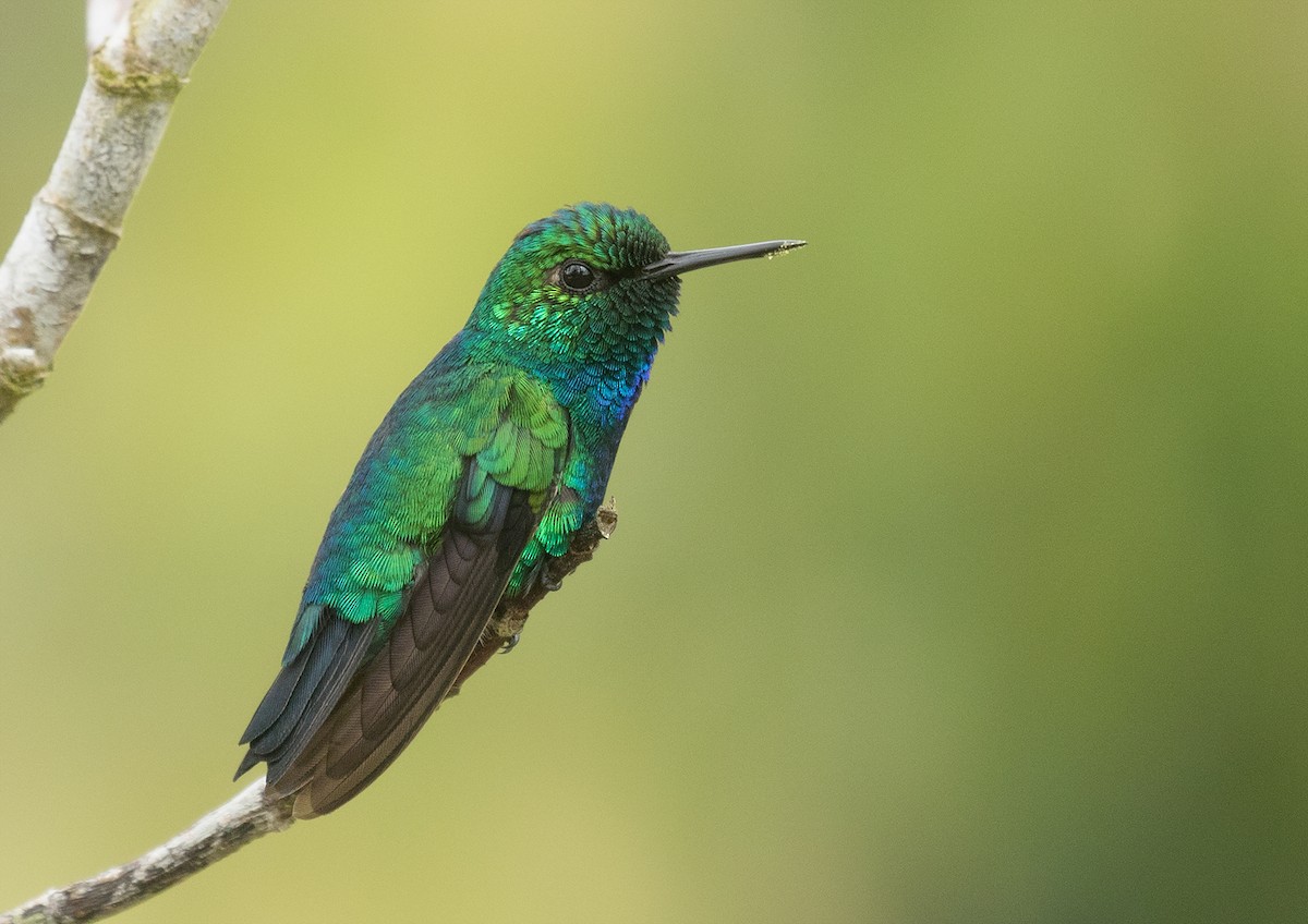 Blue-tailed Emerald - ML452028921