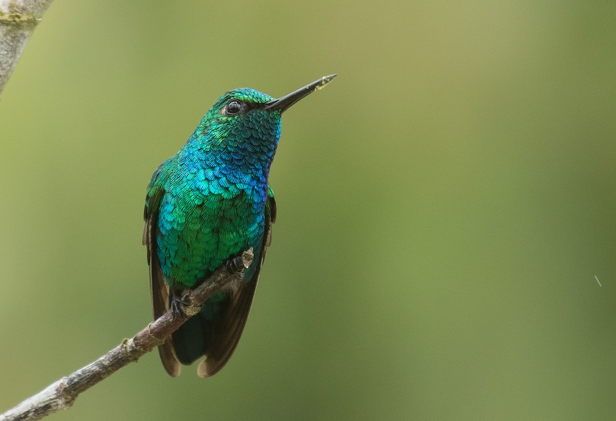 Blue-tailed Emerald - ML452028931