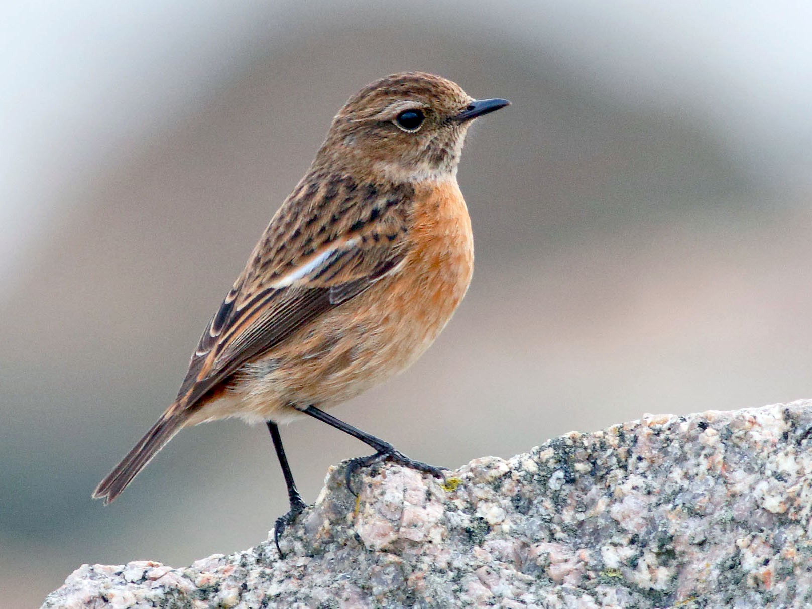 European Stonechat - Mark Berney