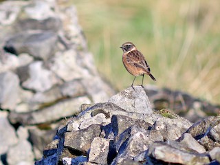 European Stonechat - eBird
