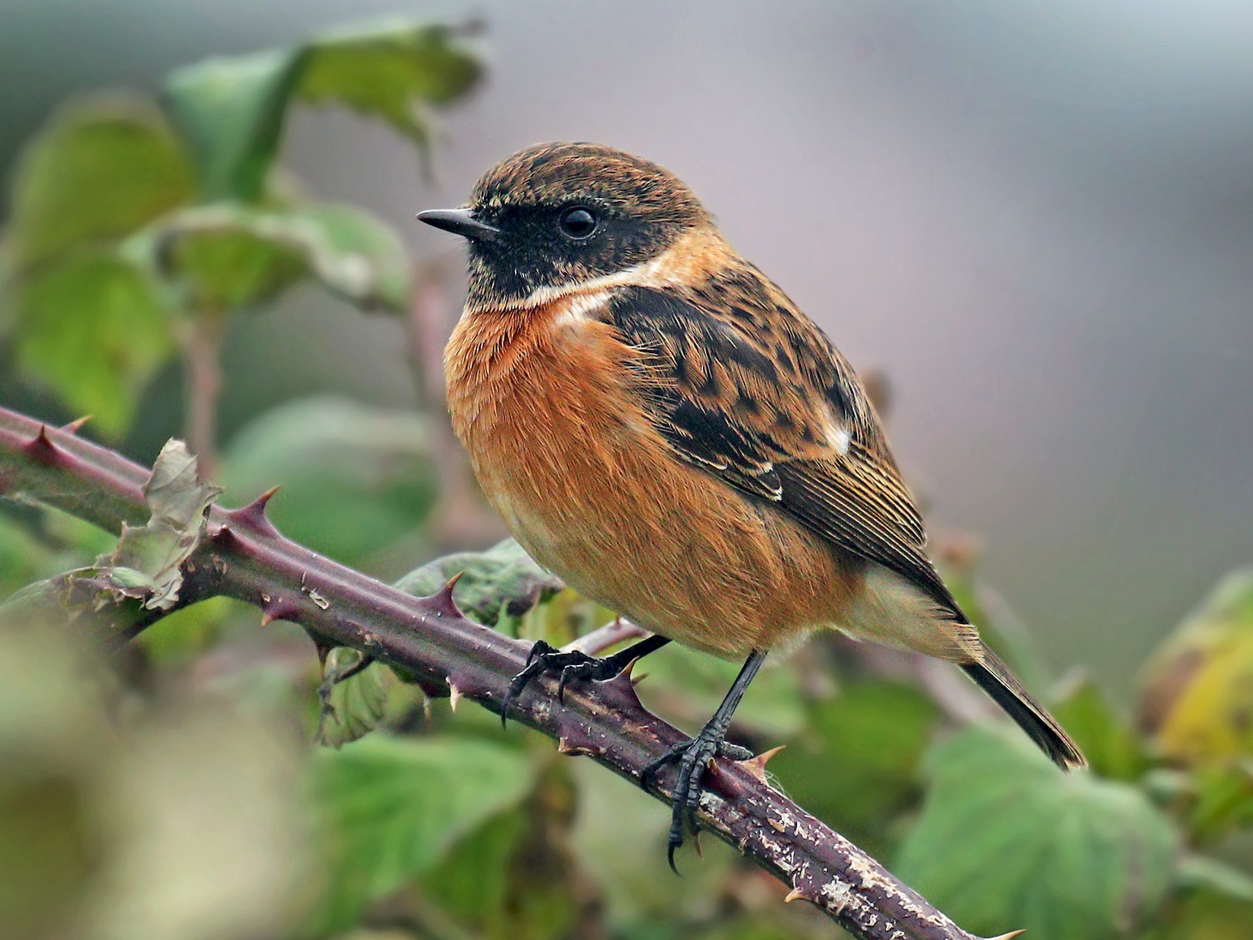 European Stonechat - Ryan Schain