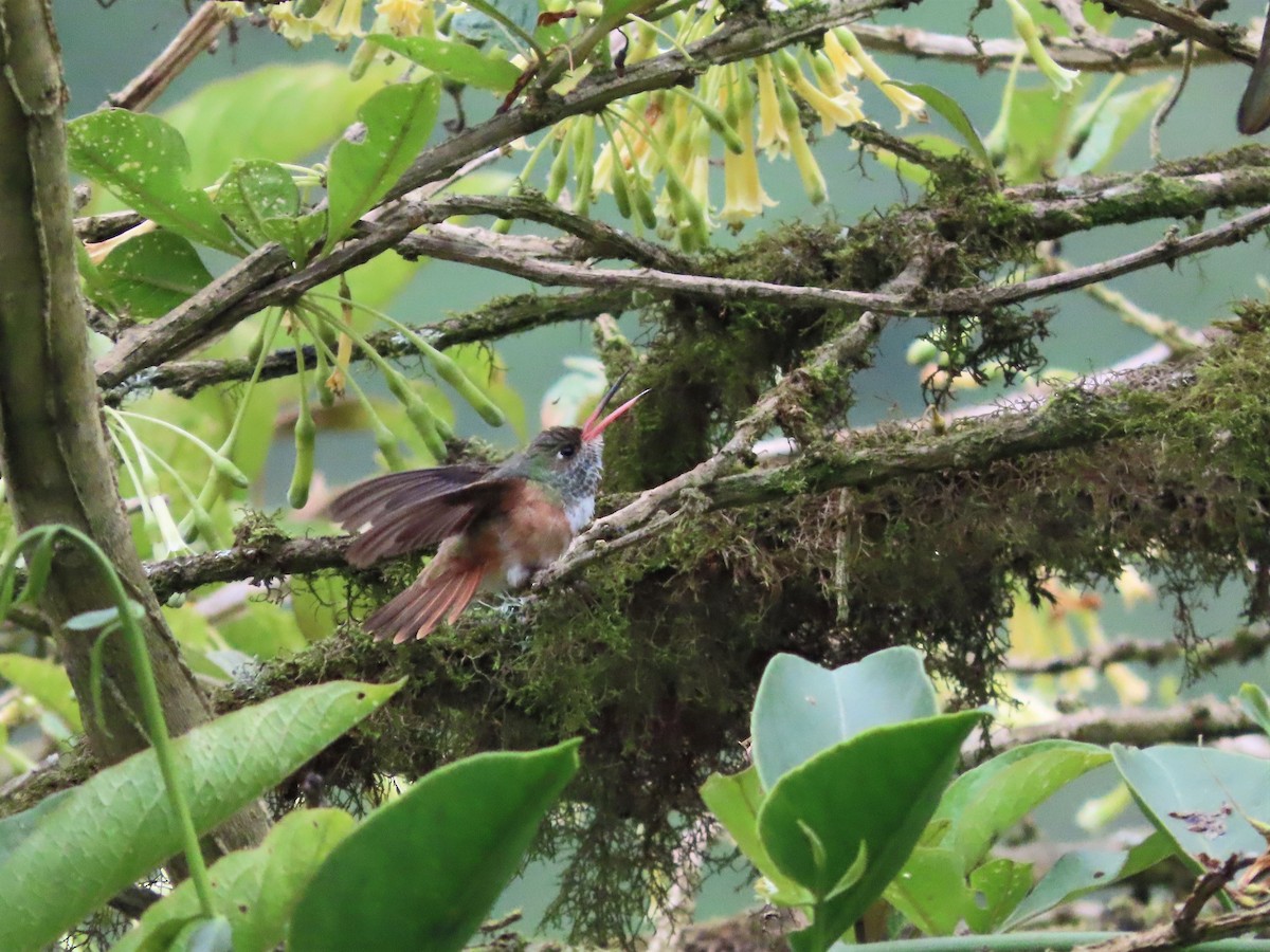 Amazilia Hummingbird - Hugo Foxonet