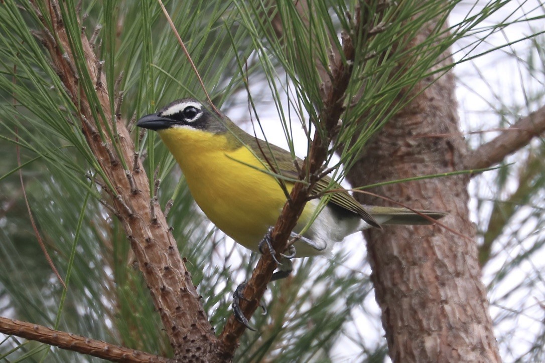 Yellow-breasted Chat - ML452035331