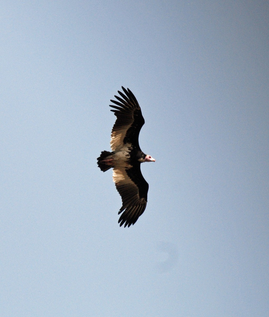 White-headed Vulture - Nigel Voaden