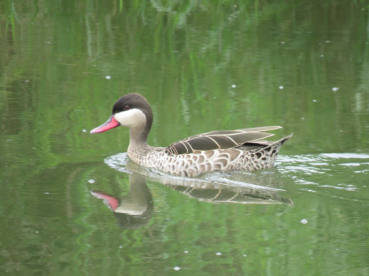 Red-billed Duck - ML45203671