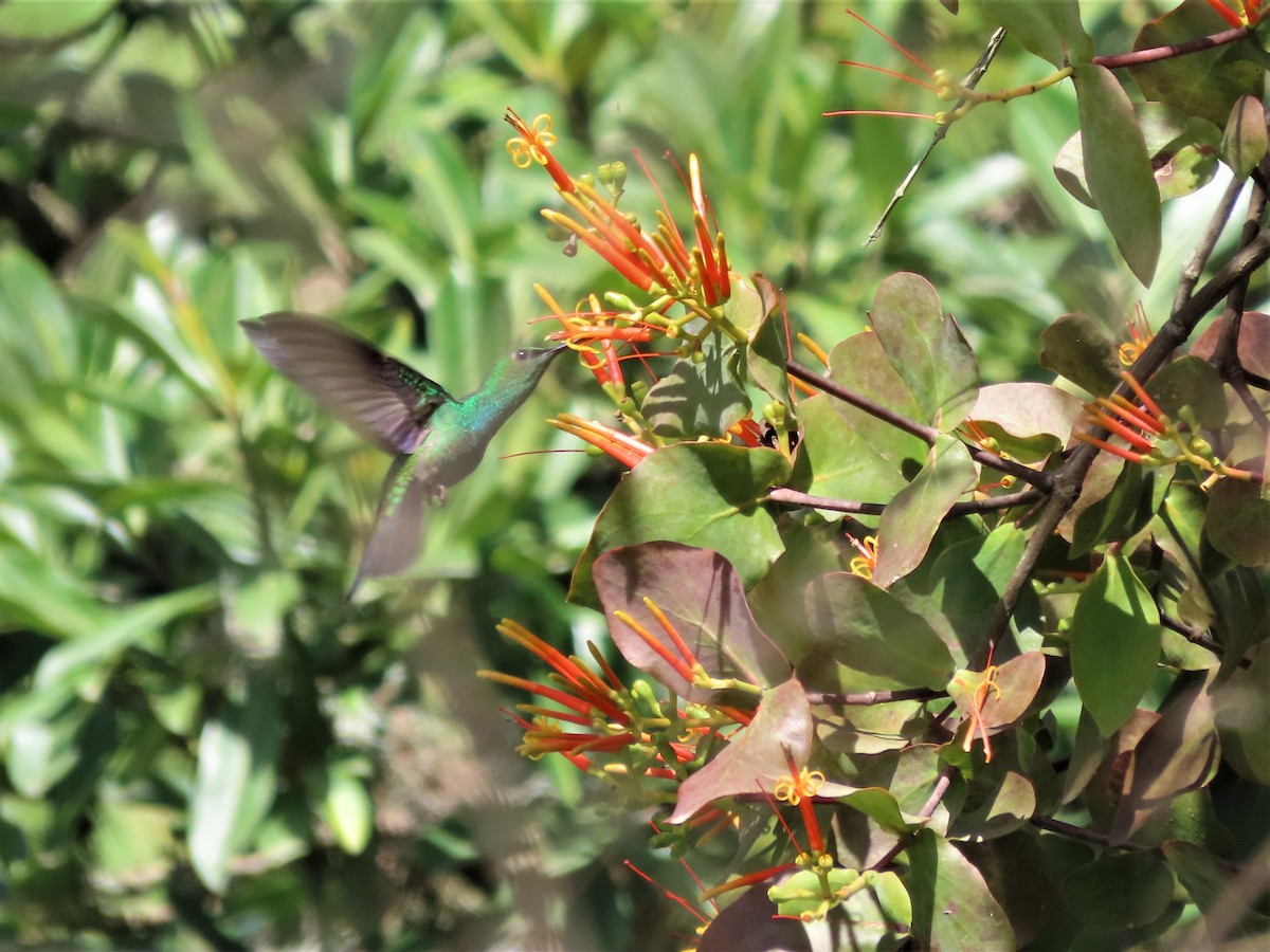 Ak Etekli Tüylü Kolibri (intermedia) - ML452038111