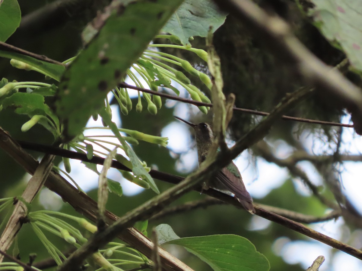 Speckled Hummingbird - ML452038701