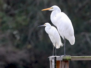 (with Great Egret) - Anonymous - ML45204391