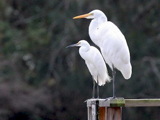 (mit Great Egret) - Anonymous - ML45204391