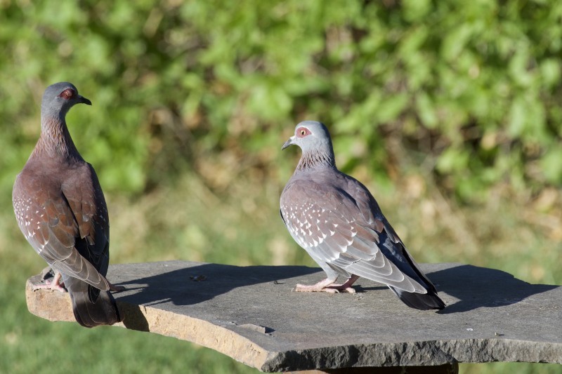 Speckled Pigeon - Christiaan van der Hoeven