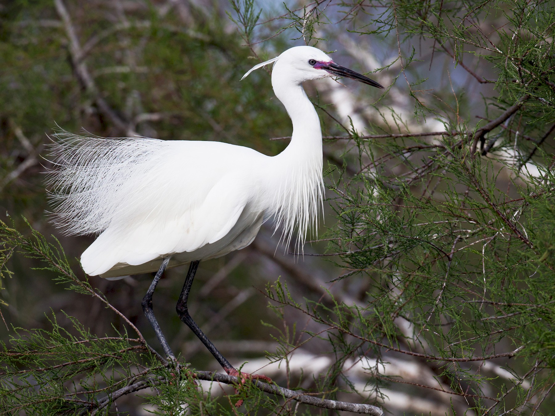 Little Egret? Do they exist with these colors? : r/birding